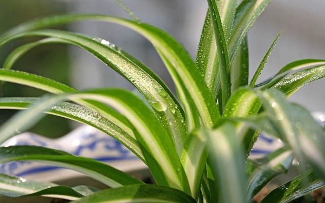 吸醛率達(dá)85% 這三種綠植租擺堪比空氣凈化器